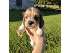 Dachshund Puppy for sale in Paris, TX, USA