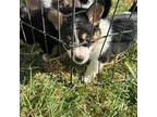 Australian Cattle Dog Puppy for sale in Brentwood, CA, USA
