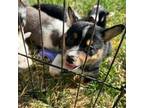 Australian Cattle Dog Puppy for sale in Brentwood, CA, USA