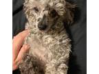 Poodle (Toy) Puppy for sale in Fargo, ND, USA