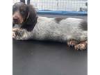 Dachshund Puppy for sale in Yale, OK, USA