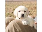 Labrador Retriever Puppy for sale in Grantsburg, WI, USA