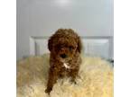 Poodle (Toy) Puppy for sale in Bells, TX, USA