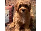 Cavapoo Puppy for sale in Liberty, MS, USA