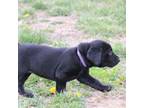 Labrador Retriever Puppy for sale in Pleasant Dale, NE, USA