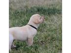 Labrador Retriever Puppy for sale in Pleasant Dale, NE, USA