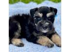 Schnauzer (Miniature) Puppy for sale in Calhoun, GA, USA