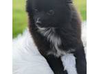 Pomeranian Puppy for sale in Lineville, AL, USA