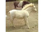 Appaloosa TINY miniature AMHR