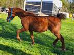 Half Arabian Yearling Colt