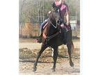 TWH Trail Mare