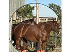 Aqha 11 year old Gelding