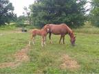 Rare red Friesian Warmblood