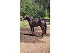 Beautiful Dark Bay WB Mare