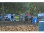 8 year old Shetland pony