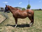 Registered Appendix Gelding