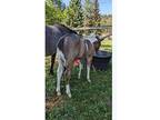 Bay Roan Tobiano APHA Colt