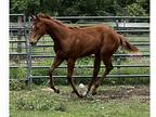 Beautiful APHA filly