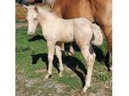 American CreamDraftX Colt & Mom