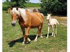 Haflinger & AmerCreamDraft Colt