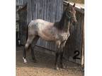 Blue roan yearling