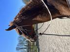 North American curly horse