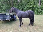 Reg Tennessee Walker