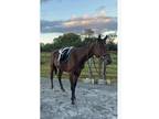 OTTB Gelding