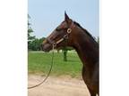 4yr old Thoroughbred gelding