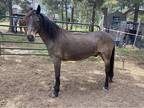 18 Year Old Gelding