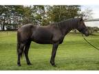 Victor; Friesian Cross Gelding