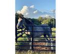 TWH Black Roan Mare