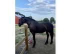 Registered Friesian Sport Horse