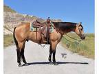 Buckskin Ranch Horse!