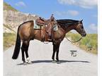 Beautiful Buckskin Stallion!