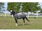 Beautiful Appaloosa Gelding