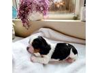 Cavalier King Charles Spaniel Puppy for sale in Menifee, CA, USA