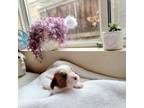 Cavalier King Charles Spaniel Puppy for sale in Menifee, CA, USA