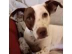 Adopt Penny a Pointer