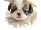 Japanese Chin Puppy for sale in Davisville, MO, USA