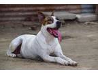 Adopt Diva a Bull Terrier