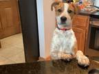 Adopt Ellie Mae a Hound, Mixed Breed