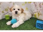 Havanese Puppy for sale in Springfield, MO, USA