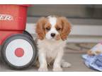 Cavalier King Charles Spaniel Puppy for sale in South Bend, IN, USA