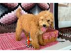 Cavapoo Puppy for sale in Champaign, IL, USA