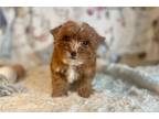 Yorkshire Terrier Puppy for sale in Fort Worth, TX, USA