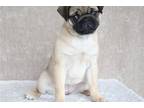 Pug Puppy for sale in South Bend, IN, USA