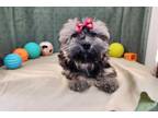 Havanese Puppy for sale in Springfield, MO, USA
