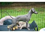 Italian Greyhound Puppy for sale in Fort Worth, TX, USA