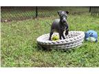 Italian Greyhound Puppy for sale in Fort Worth, TX, USA